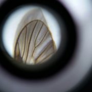 Kapesní mikroskop