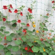 Podpůrná síť pro pěstování zeleniny a květin